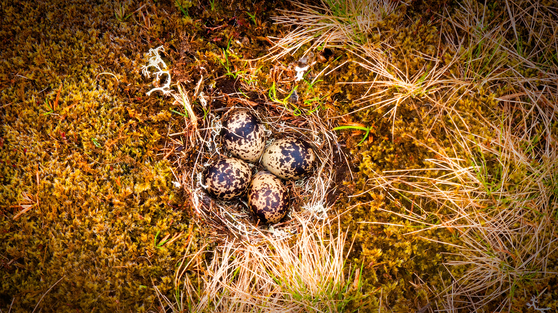 IMAGINAL. VALIDATED. SYMBOLIC. DISSEMINATED.